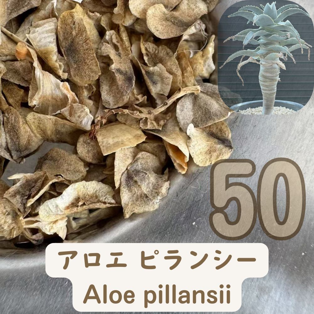 種20粒 Aloe pillansii アロエ ピランシー Aloe pillansii seeds 50PCS – Wild Seed