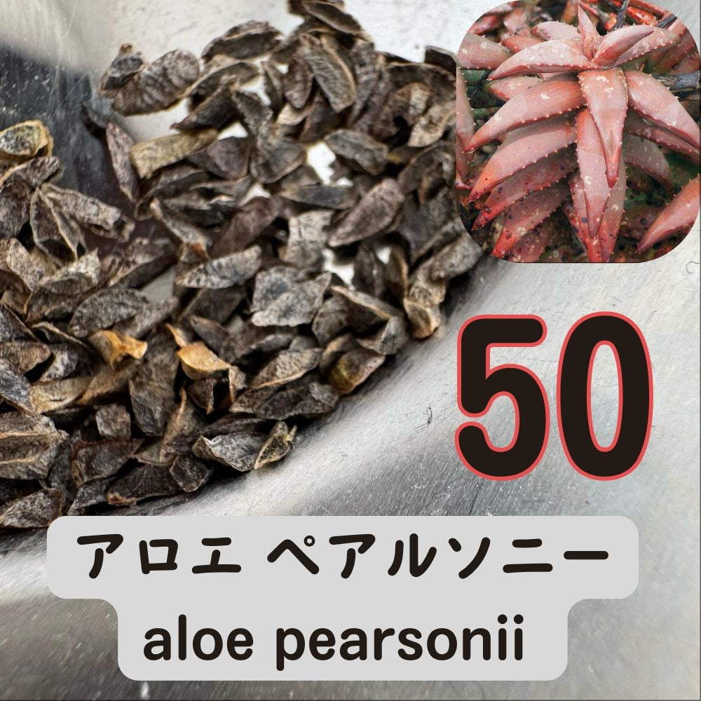 aloe pearsonii Seeds 50PCS – Wild Seed